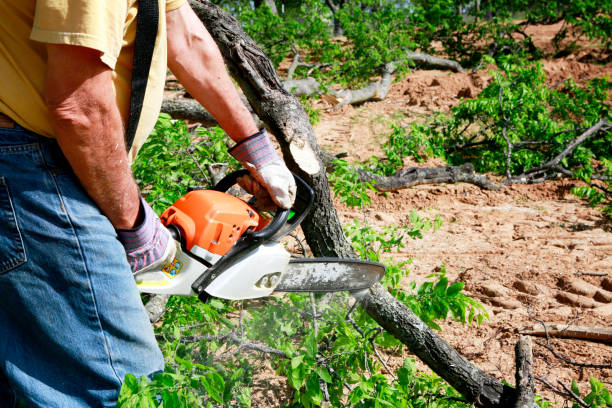 Best Large Tree Removal  in USA